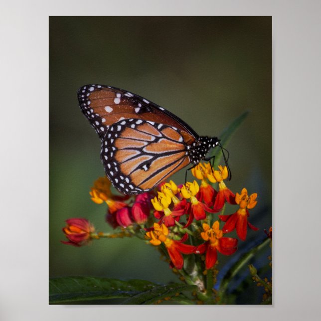 Drottning butterfly på tropiska mjölkgräs poster (Framsidan)