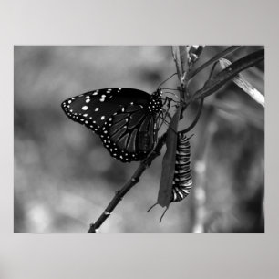 Drottning Butterfly w Monarch Caterpelare in B & W Poster