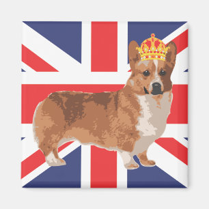 Drottning Corgi med kronan och den fackliga jacken Magnet