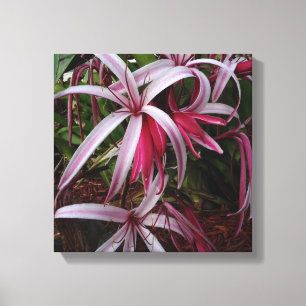 Drottning Emmas purpur Crinum-lilja Canvastryck