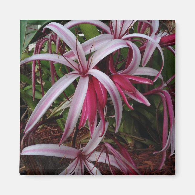 Drottning Emmas purpur Crinum-lilja Magnet (Framsidan)