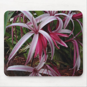 Drottning Emmas purpur Crinum-lilja Musmatta
