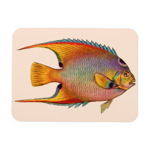 drottningangelfisk magnet