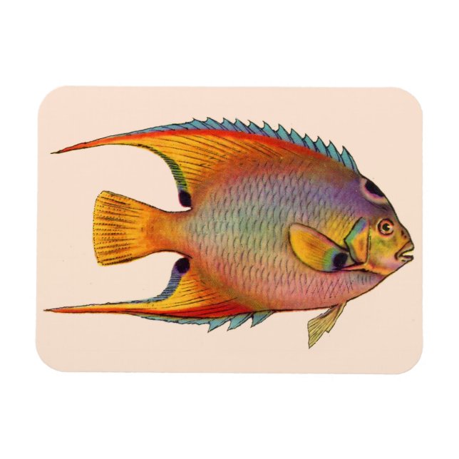 drottningangelfisk magnet (Horisontell)