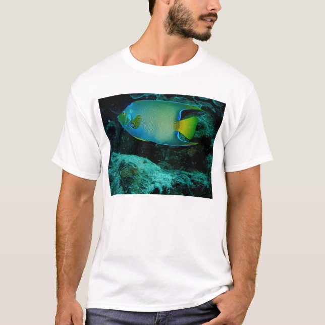 Drottningängelfisk T-shirt (Framsida)