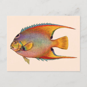drottningangelfisk vykort