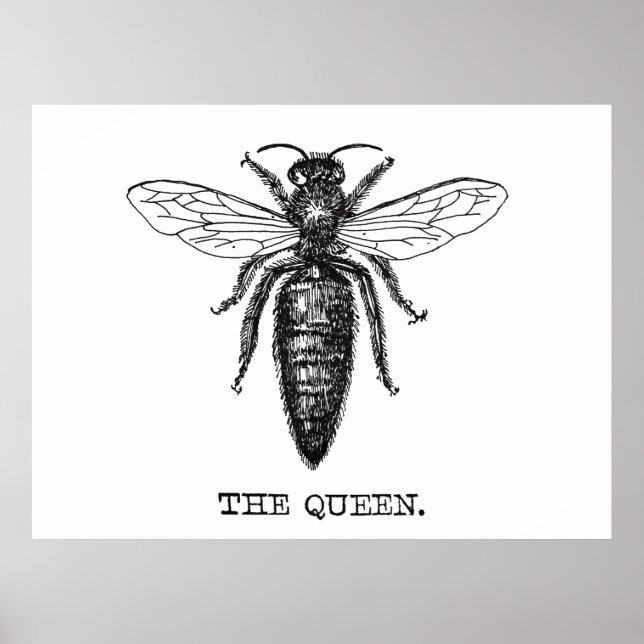 Drottningbi Illustration Klassisk Teckning Poster (Framsidan)