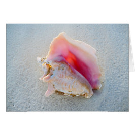 DrottningConchsnäcka på den Bahamas stranden Hälsningskort