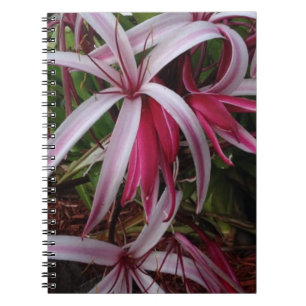 DrottningEmmas purpurfärgad Crinum lilja Anteckningsbok
