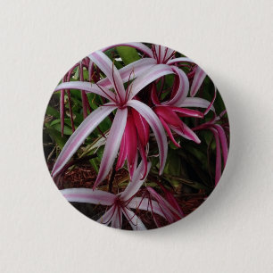 DrottningEmmas purpurfärgad Crinum lilja Knapp