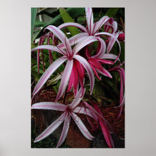DrottningEmmas purpurfärgad Crinum lilja Poster