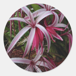 DrottningEmmas purpurfärgad Crinum lilja Runt Klistermärke