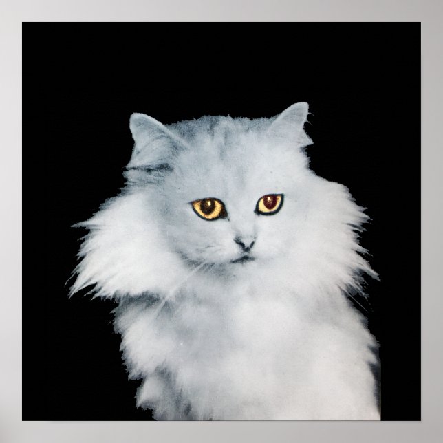 DROTTNINGEN AV VITA KATTER POSTER (Framsidan)