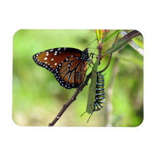 Drottningfjäril och monark Caterpillar Magnet