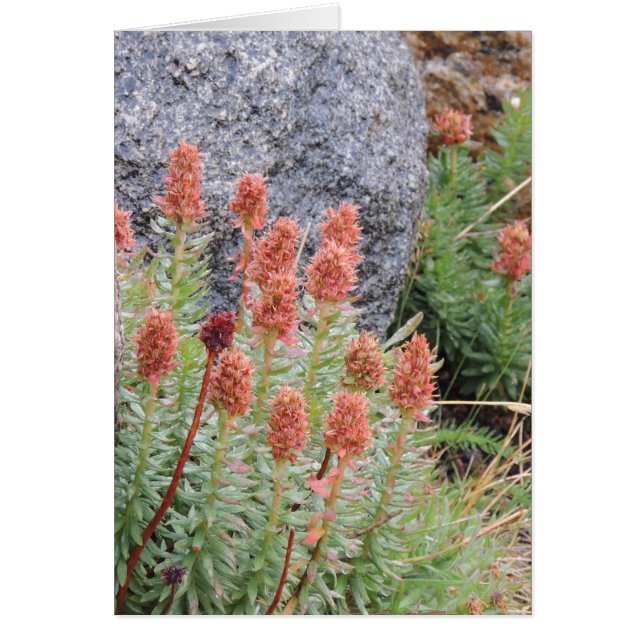 Drottningkrona Hälsningskort (Framsidan)