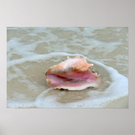 Drottningkroppkoncha i bränningarna, Bahamas Poster