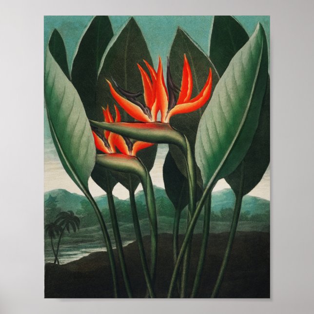 Drottningsanläggningen från Florans Temple Poster (Framsidan)