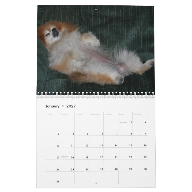 DROTTNINGSWEETIE POMERANIAN KALENDER (Jan 2027)