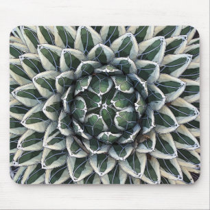 DrottningVictoria agave som nyanseras Musmatta