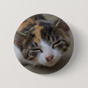 Drowsing Calico Kitten Knapp