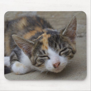 Drowsing Calico Kitten Musmatta
