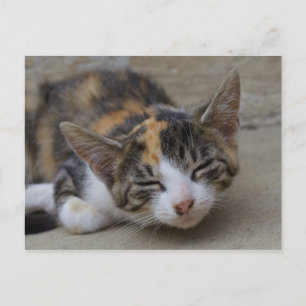 Drowsing Calico Kitten Vykort