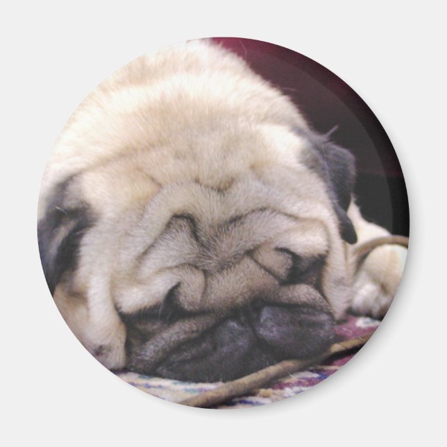 Drowsy Pug Magnet (Framsidan)
