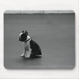 DRU-valpboston terrier Musmatta