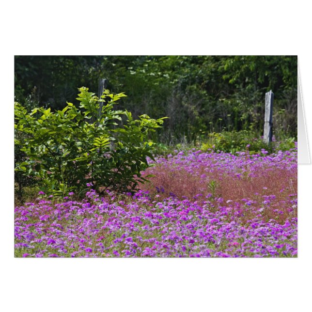 Drummond flox, Phlox drummondi, Hilton Head Hälsningskort (Framsidan Horizontal)