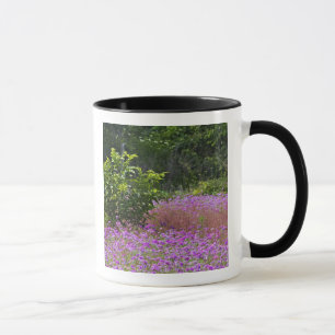 Drummond flox, Phlox drummondi, Hilton Head Mugg