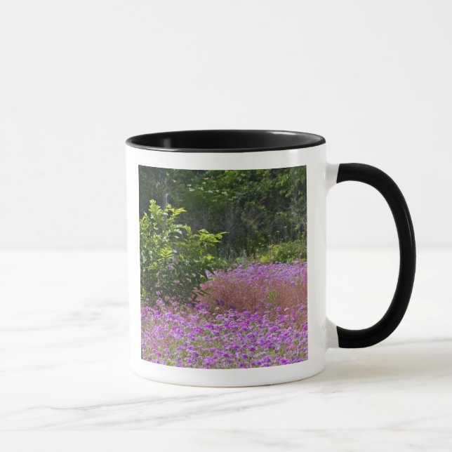 Drummond flox, Phlox drummondi, Hilton Head Mugg (Höger)