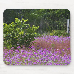 Drummond flox, Phlox drummondi, Hilton Head Musmatta