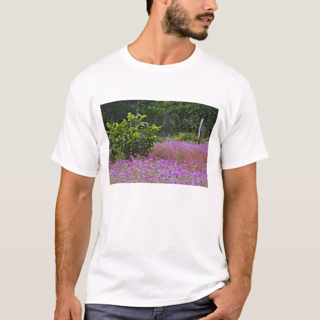 Drummond Phlox, Phlox drummondi, Hilton Head Tee (Framsida)