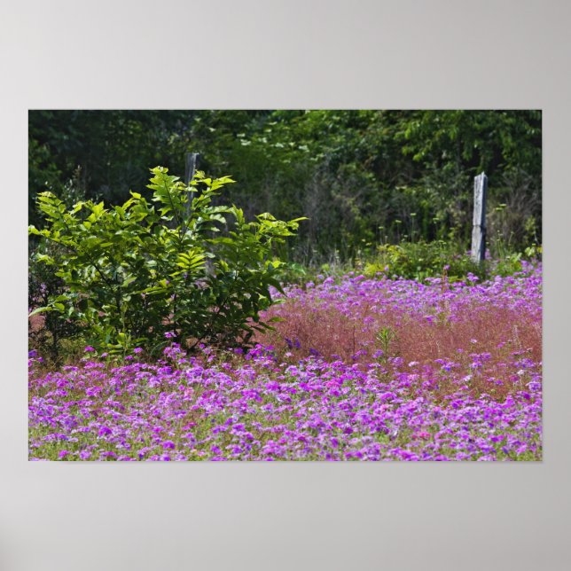 Drummondfloxa, Phlox drummondi, Hilton Head Poster (Framsidan)