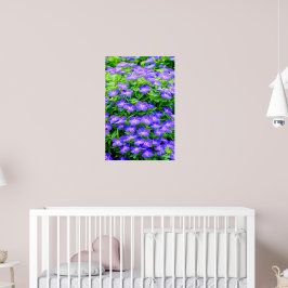 Drummond's clematis - en söt liten blå blomma poster