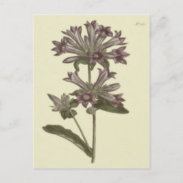 Drunkörtsblomma Botanisk Illustration Vykort
