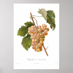 Druva Chasselat de Fontainebleau Poster