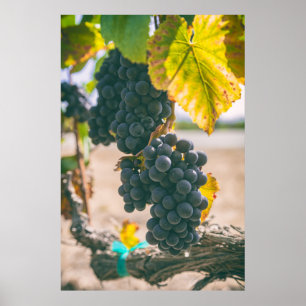 Druva på vin poster