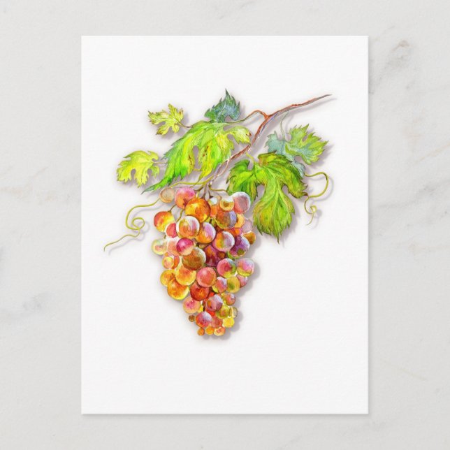 Druvbunch Vykort (Framsida)