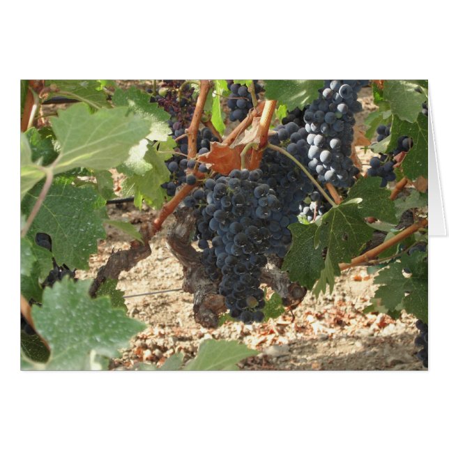 Druvbunt OBS Kort (Framsidan Horizontal)