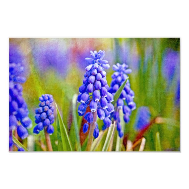 DruvHyacinater Fototryck (Framsidan)
