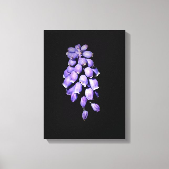 Druvhyacint Blommig Canvastryck (Framsida)