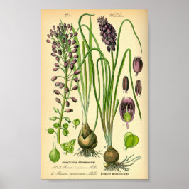 Druvhyacint (Muscari försumectum) Poster
