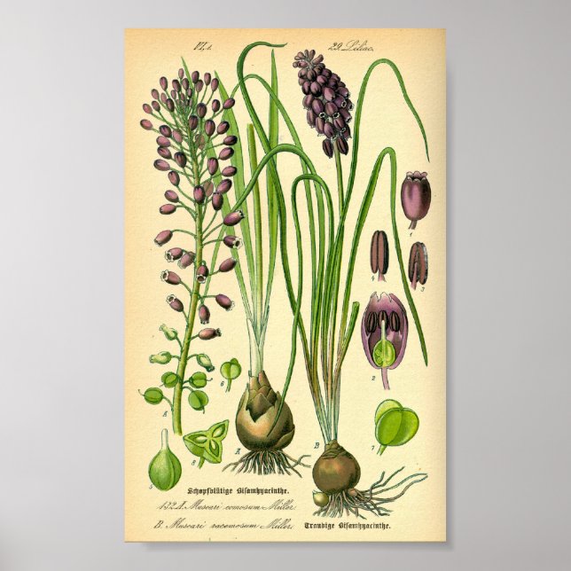 Druvhyacint (Muscari försumectum) Poster (Framsidan)