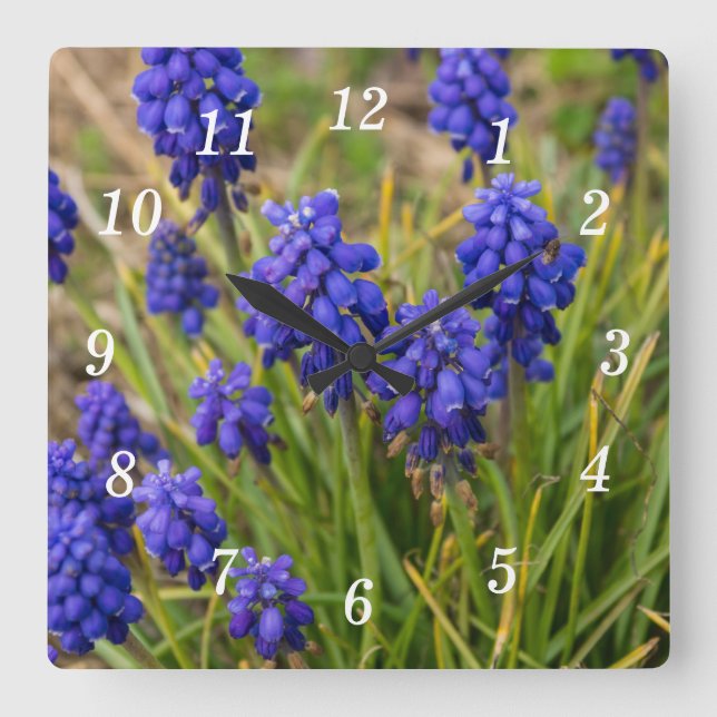 DruvHyacinths-familj Fyrkantig Klocka (Framsida)