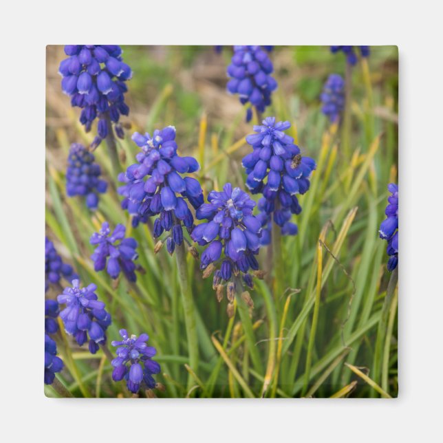 DruvHyacinths-familj Magnet (Framsidan)