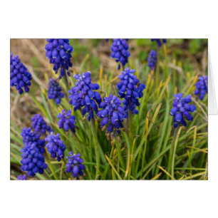 DruvHyacinths-familj OBS Kort