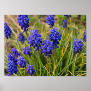 DruvHyacinths-familj Poster