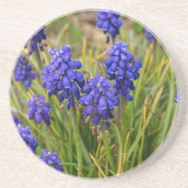 DruvHyacinths-familj Underlägg (Framsidan)