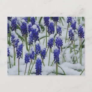 DruvHyacinths i Snö vykort